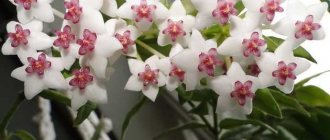 Indoor plants that will bring love and family happiness to your home