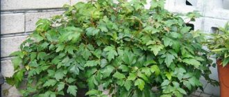 Indoor flower birch