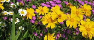 Coreopsis