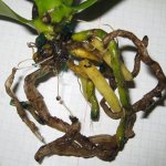 Orchid root rot