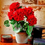 beautiful geranium photo