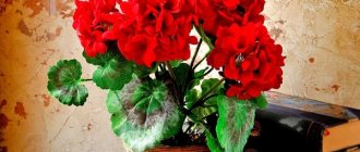 beautiful geranium photo