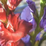 Beautiful gladioli