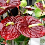 beautiful anthurium flower