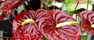 beautiful anthurium flower