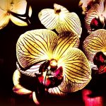 красивый фаленопсис сколько цветет