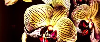 beautiful phalaenopsis how long does it bloom