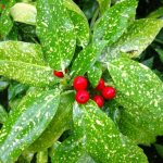 Red fruits look and taste similar to dogwood