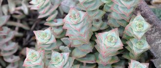 Крассула перфората, или продырявленная / Crassula perforata