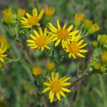 Ragwort