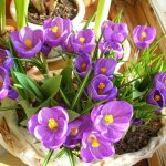 crocuses