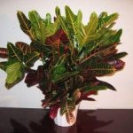 Croton the mystic. Croton flower: superstitions and signs for the home 