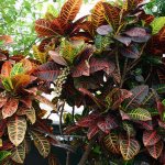 Croton variegata