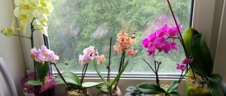 Where is it better to put an orchid in an apartment?