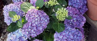 Hydrangea bush in a pot