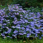 Hydrangea bush