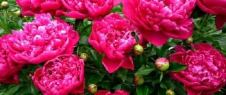 peony bush