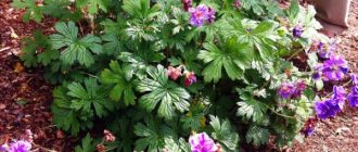 bush of flowering geranium in the open ground