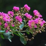 Lagerstroemia-Indian-lilac-Description-features-planting-and-care-10