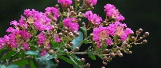 Lagerstroemia-Indian-lilac-Description-features-planting-and-care-10