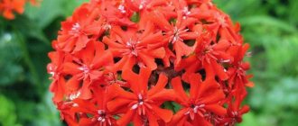 Lychnis: description