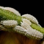 Sticky leaves on an orchid