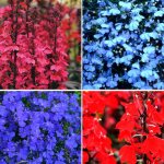 Lobelia - planting and caring for flowers, types of Lobelia