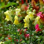 Snapdragon: growing from seeds and care after planting in open ground