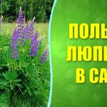 lupine as fertilizer