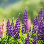 Perennial lupine - planting and care