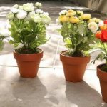 Perennial garden buttercups. Planting and care, photo in a pot, open ground 