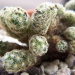 Mammillaria: description