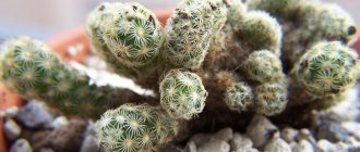 Mammillaria: description