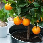 Tangerine tree in a pot: features of growing at home