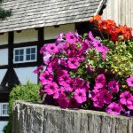 The world of petunias is represented by many species and varieties.