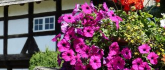 The world of petunias is represented by many species and varieties.