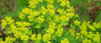 Euphorbia at home