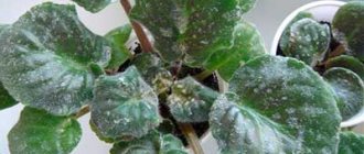 powdery mildew-at-violet-photo