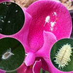 mealybug on orchid