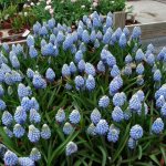 Mouse hyacinth (muscari): planting and care in open ground, photo