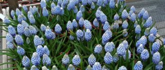 Mouse hyacinth (muscari): planting and care in open ground, photo