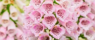 foxglove purpurea