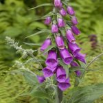 Foxglove purpurea - description and characteristics, is it poisonous, popular varieties