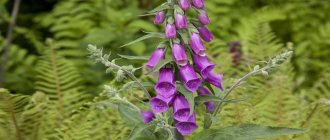 Foxglove purpurea - description and characteristics, is it poisonous, popular varieties