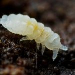 springtail insect