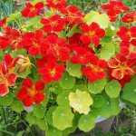 Nasturtium (60 photos): types and features of care