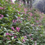 impatiens ferruginosa