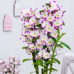 Непревзойденная красота Dendrobium nobile