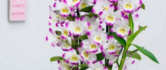 Непревзойденная красота Dendrobium nobile