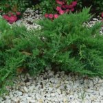 unpretentious coniferous shrubs